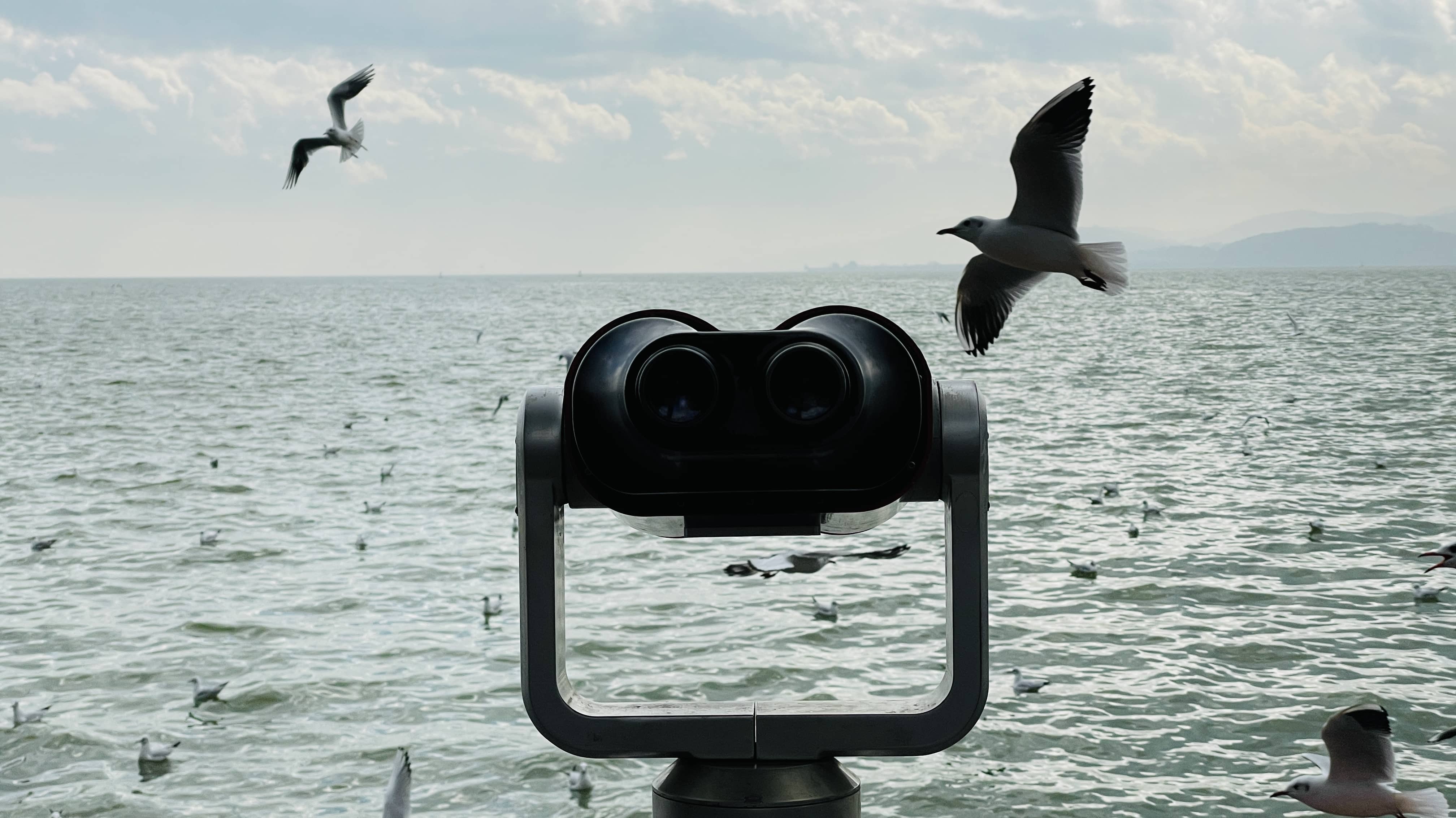 海鸥与望远镜